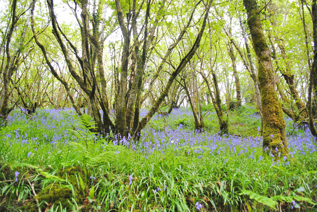 Munster Blackwater River - Great place to practice mindfulness, relaxation techniques and journaling. Counselling, Psychotherapy, Blackwater Counselling Cork, Olive Murphy, Mallow