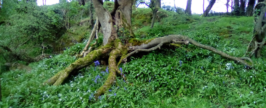 Munster Blackwater River - the river bank is full of life and beauty, perfect for inspiration and contemplation. Counselling, Psychotherapy, Blackwater Counselling Cork, Olive Murphy, Mallow